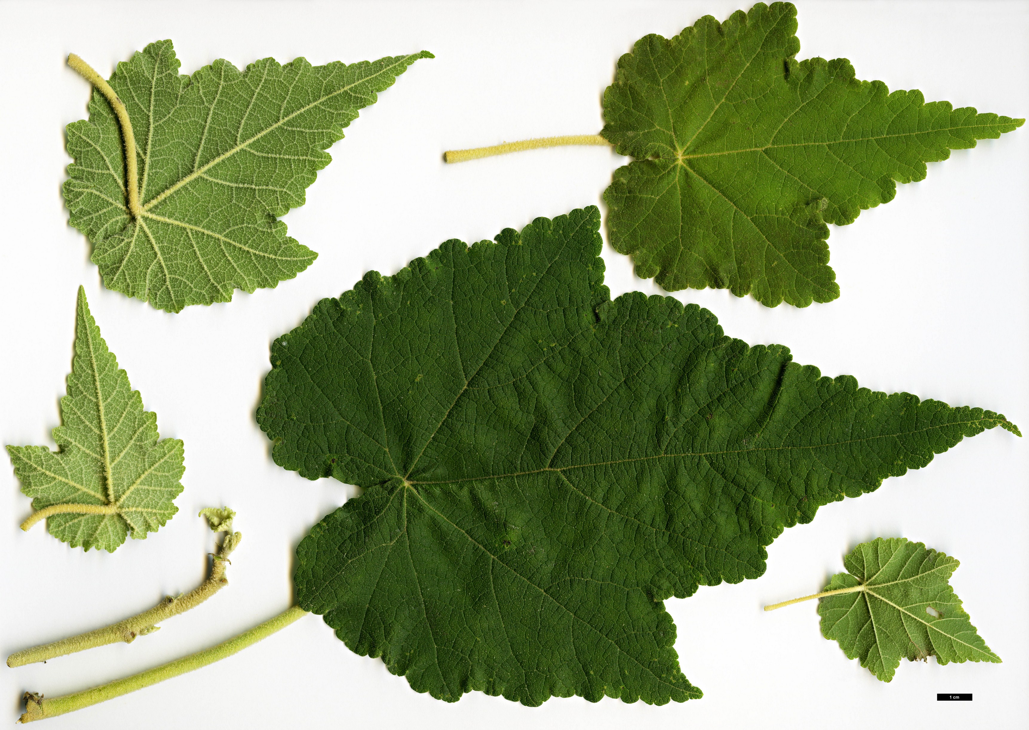 High resolution image: Family: Malvaceae - Genus: Abutilon - Taxon: vitifolium